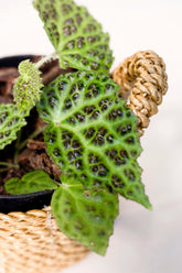 Begonia dracopelta